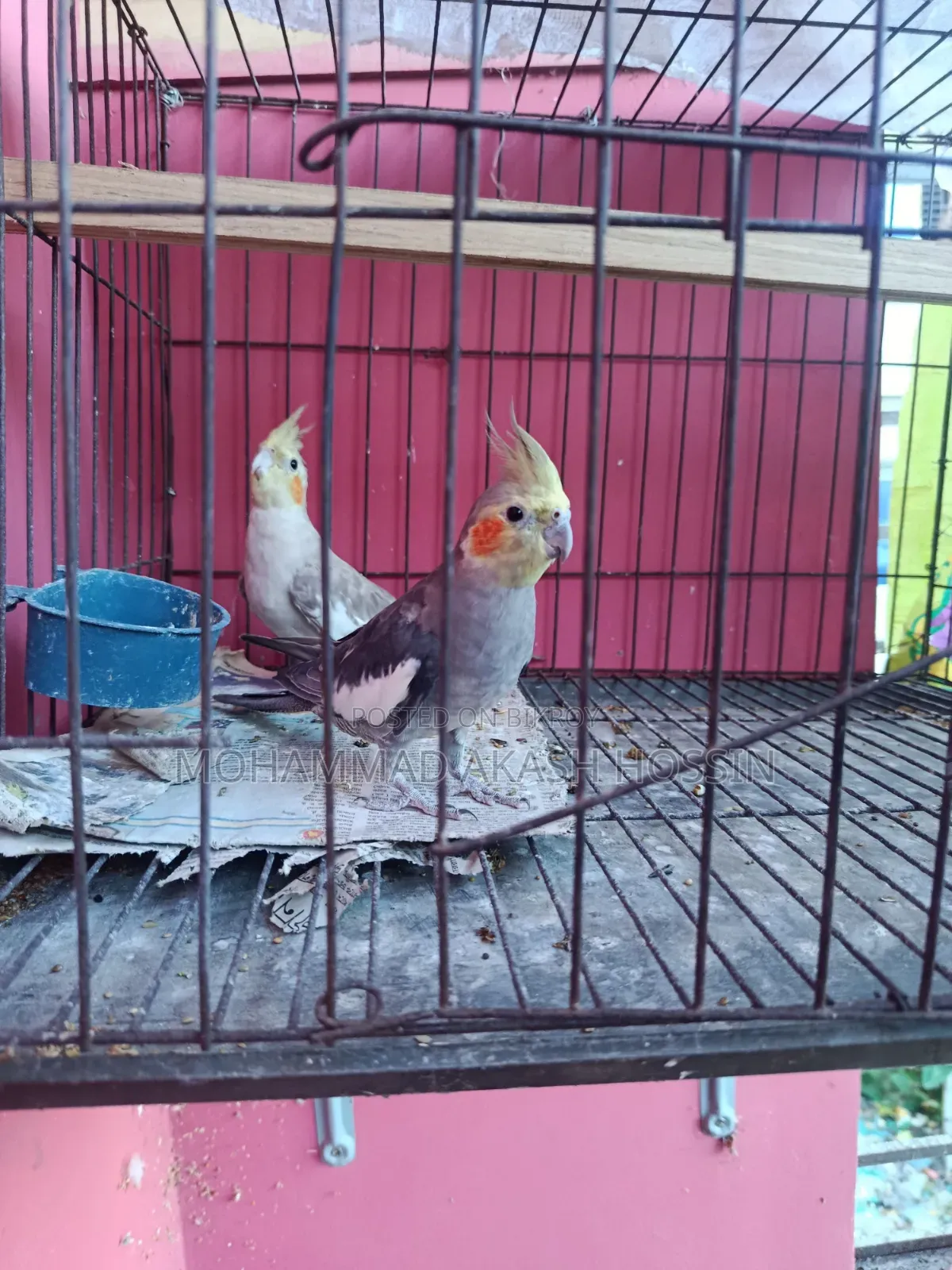 Selling a pair of Cockatiel birds