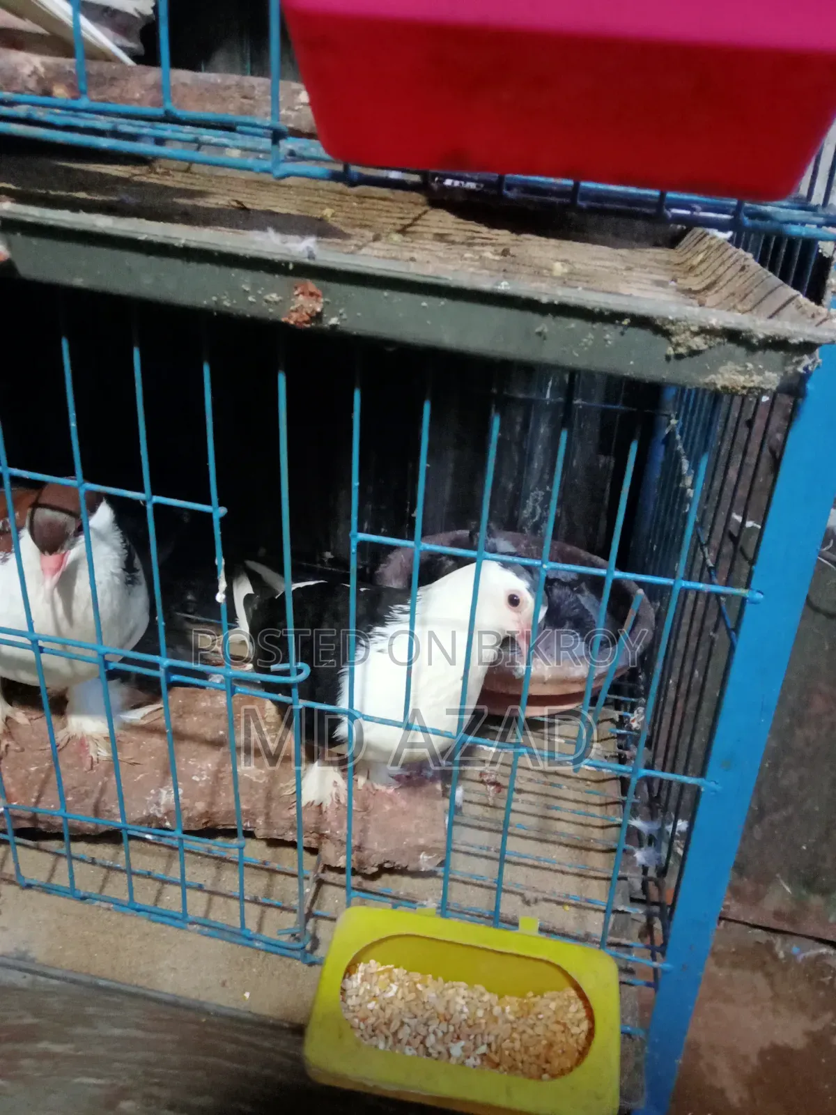 Some pigeons for sale