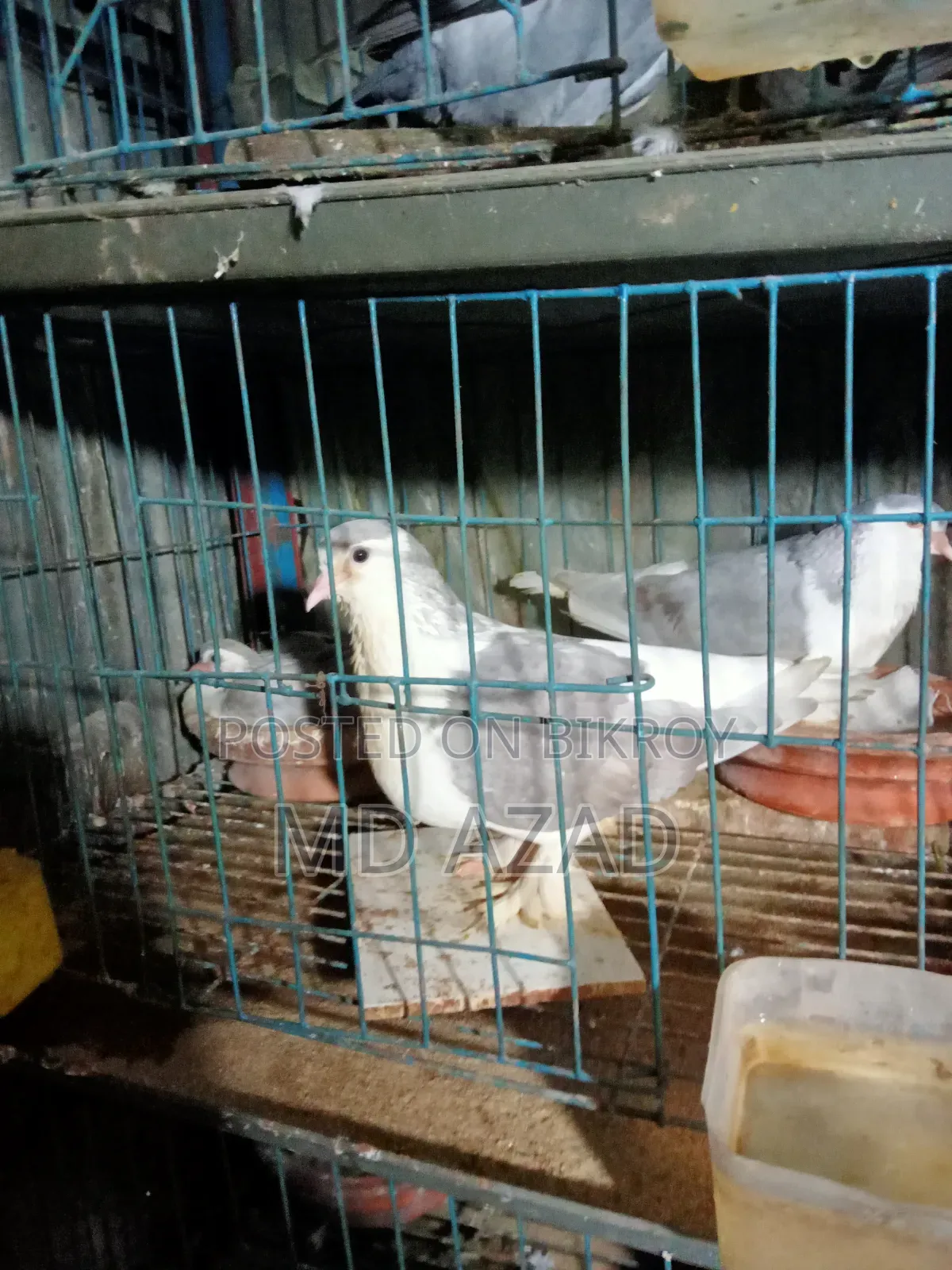 Some pigeons for sale