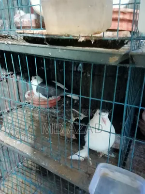 Some pigeons for sale