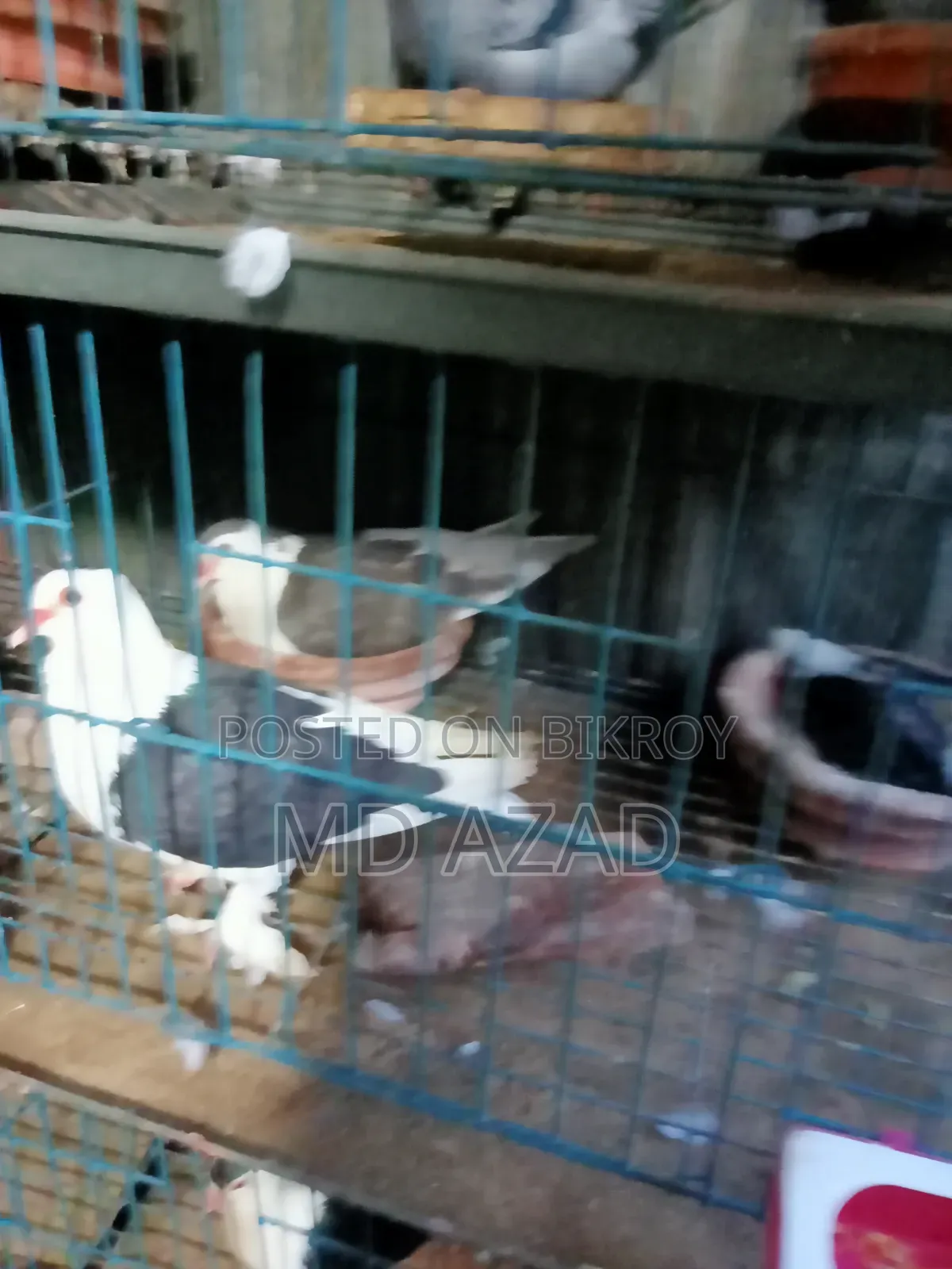 Some pigeons for sale