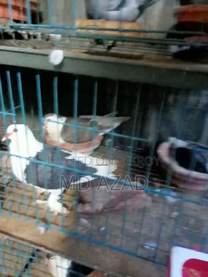Some pigeons for sale
