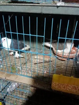 Some pigeons for sale
