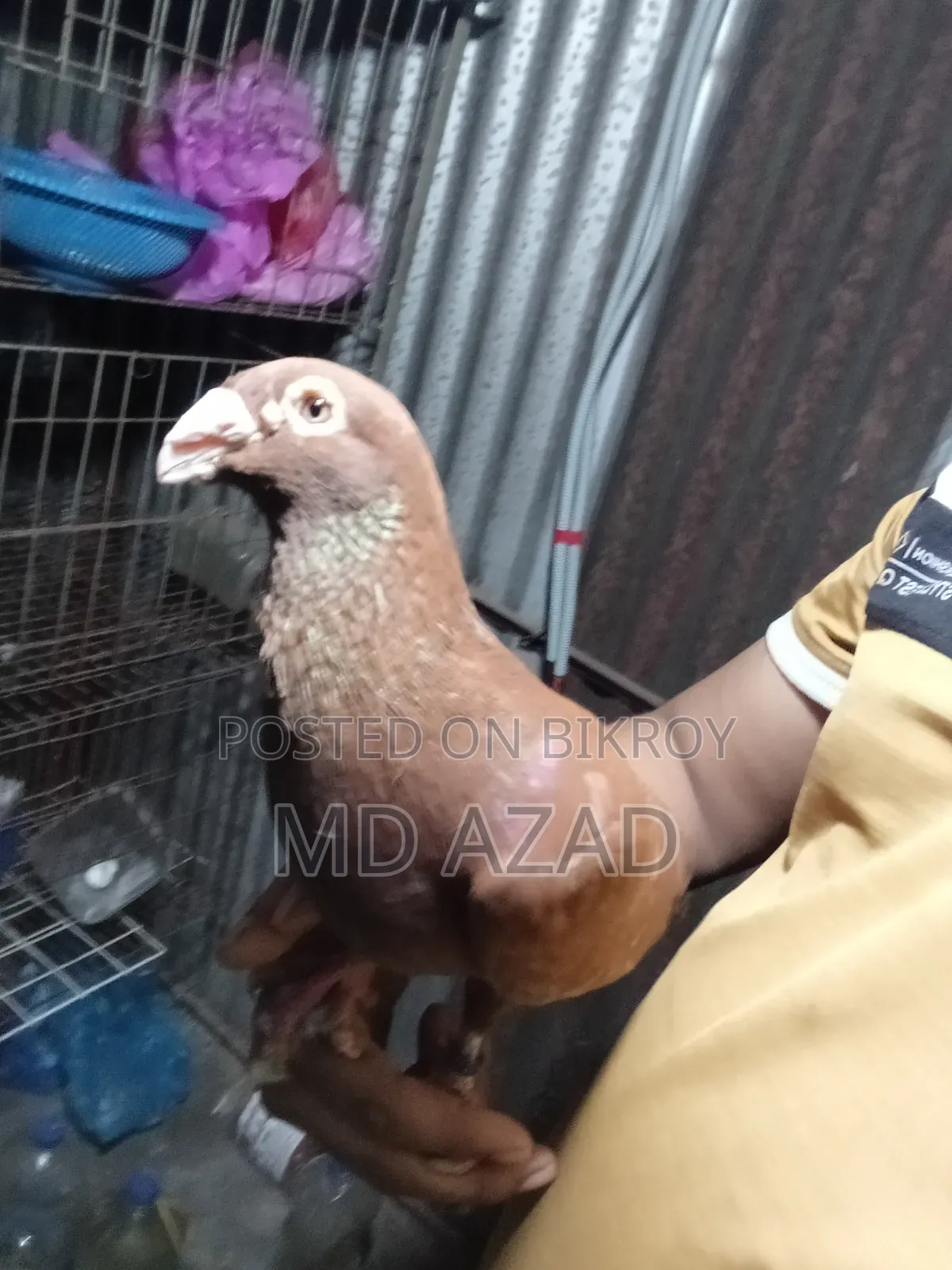 Some pigeons for sale