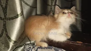 ১-৩ মাস বয়সী পুরুষ বিশুদ্ধ পার্সিয়ান বিড়াল