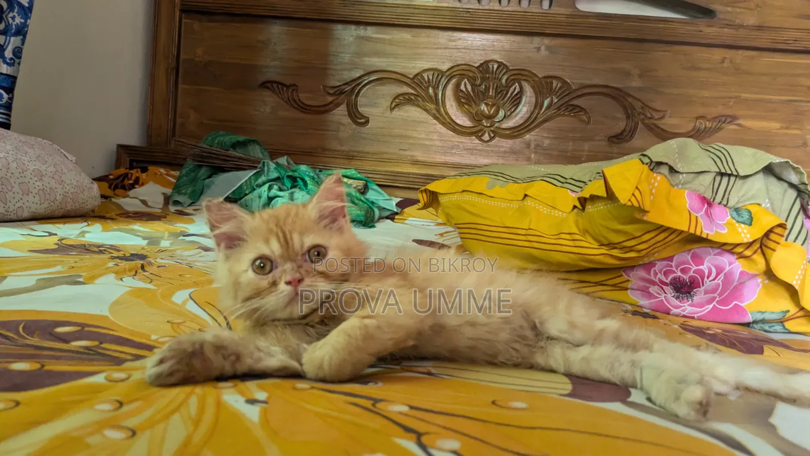১-৩ মাস বয়সী পুরুষ বিশুদ্ধ পার্সিয়ান বিড়াল