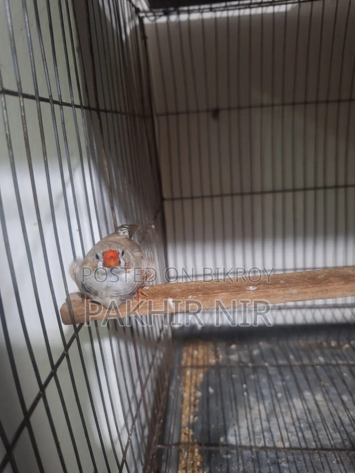 Male Finch Bird for Sale