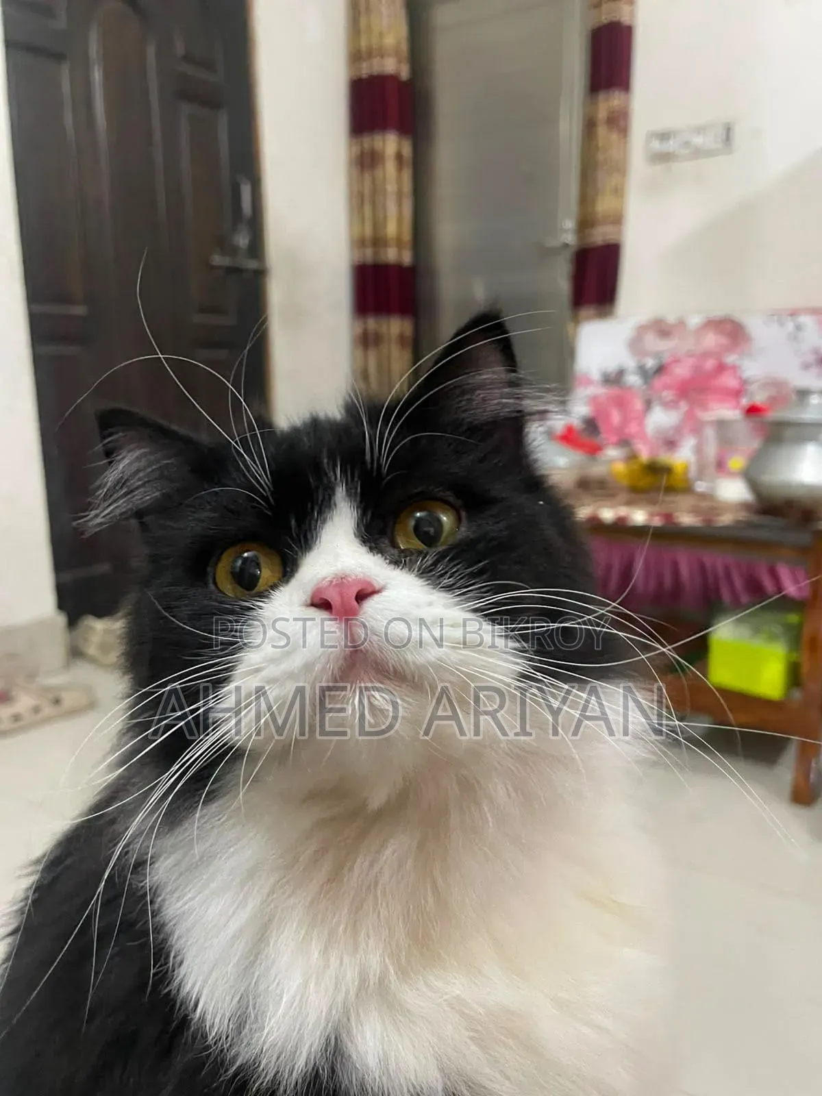 6-12 Months Male Purebred Persian
