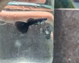 Black Moscow Guppy