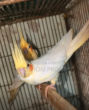 Cockatiel Master Pair With Baby
