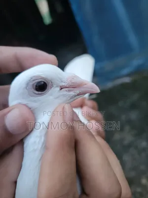 Good Quality
