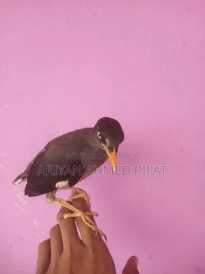 Salik bird, fully tame, kept only inside the house, never taken outside