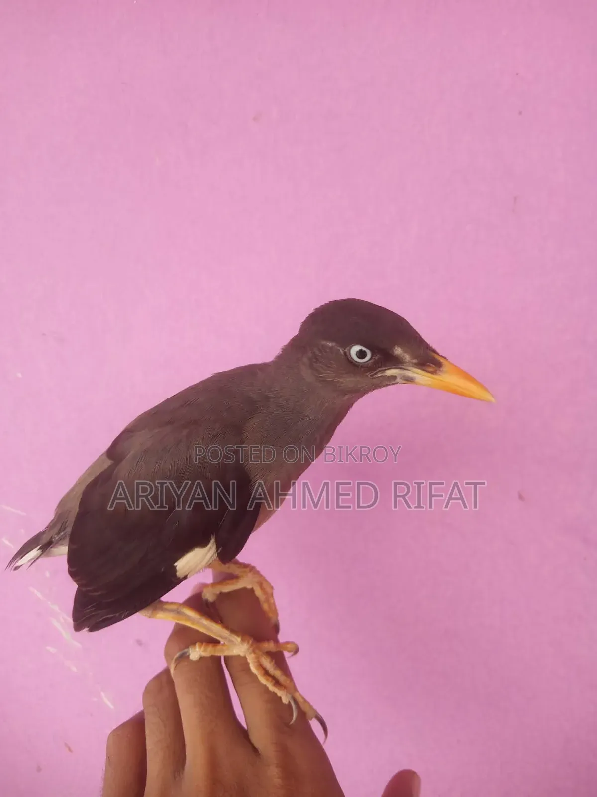 Salik bird, fully tame, kept only inside the house, never taken outside