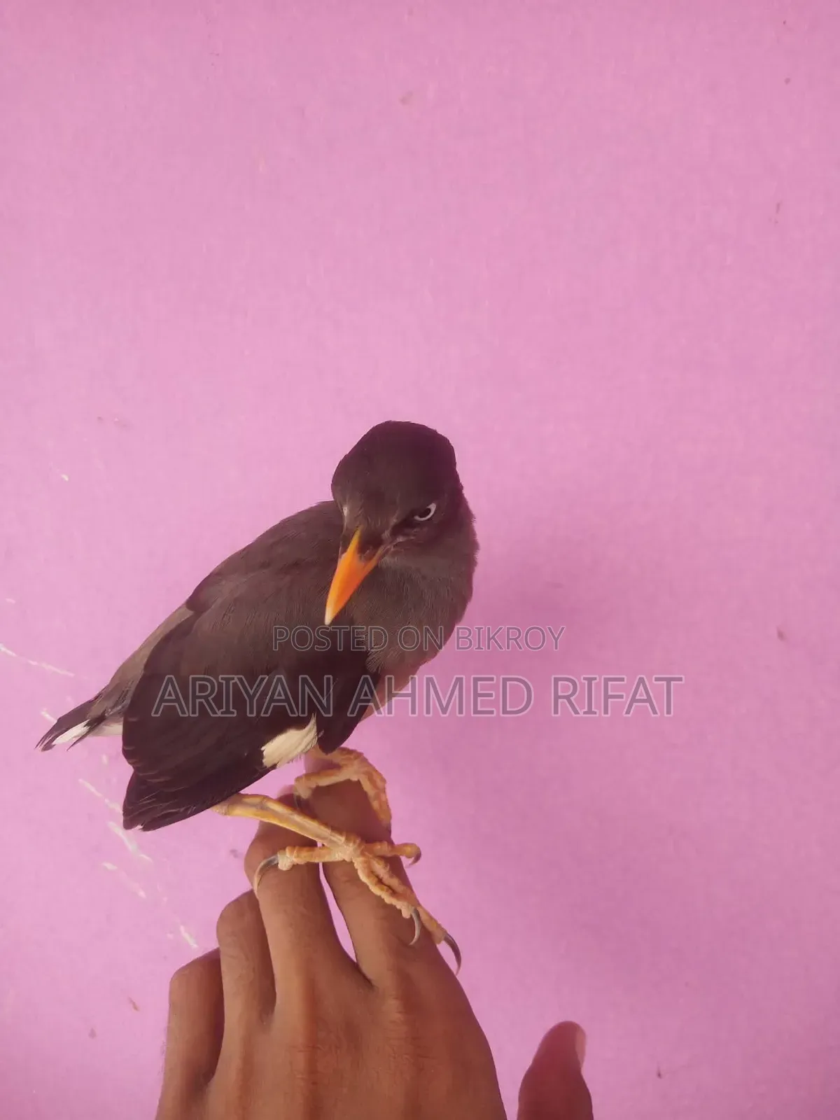 Salik bird, fully tame, kept only inside the house, never taken outside