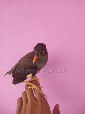 Salik bird, fully tame, kept only inside the house, never taken outside