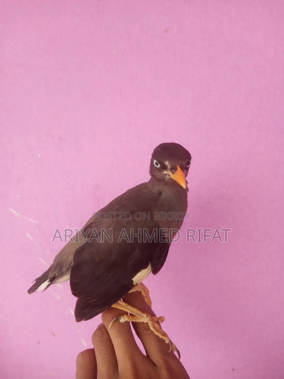Salik bird, fully tame, kept only inside the house, never taken outside