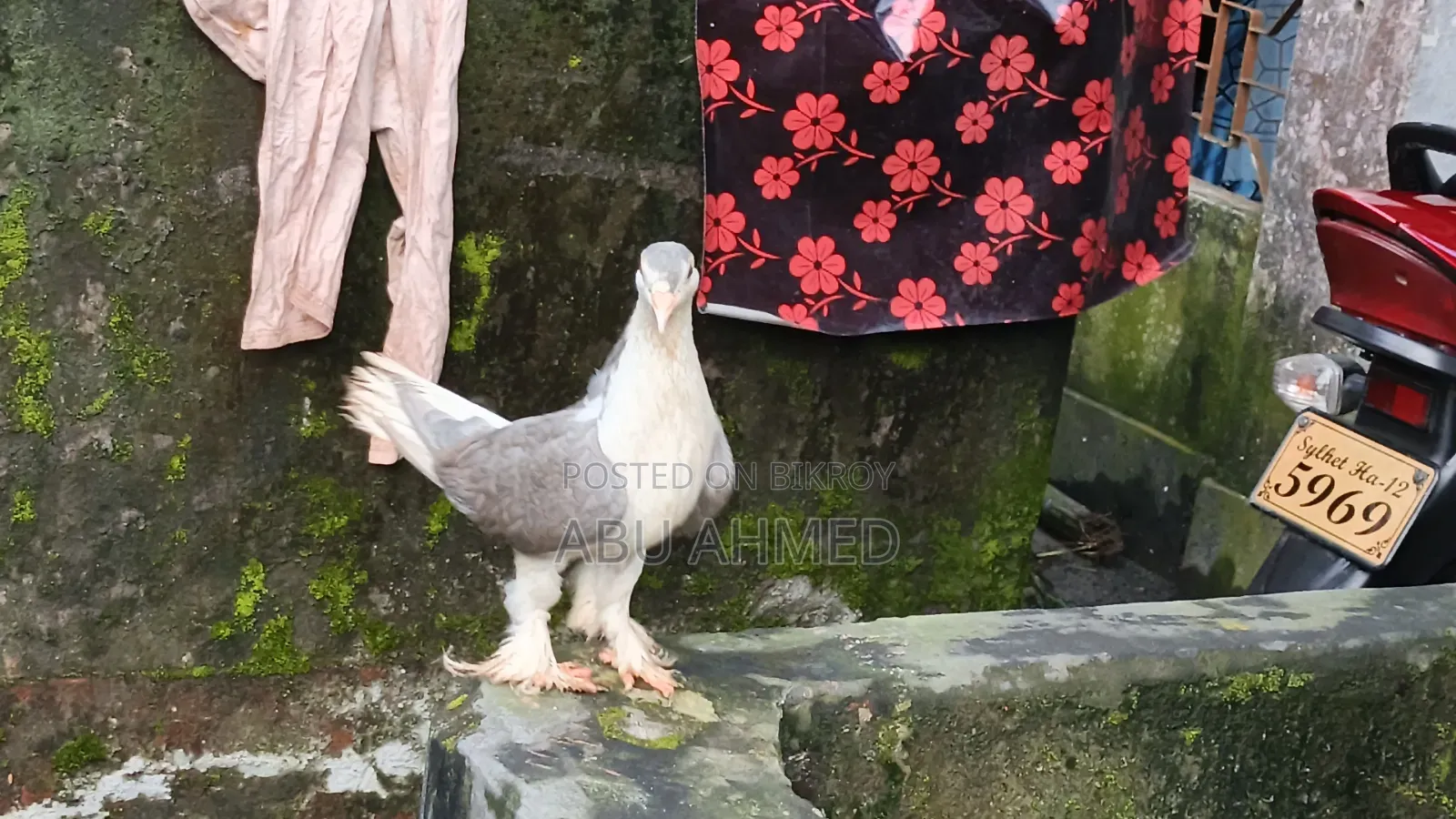 Siraji Pigeon