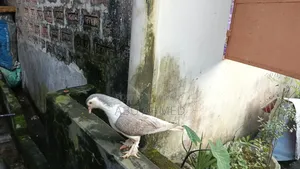 Siraji Pigeon