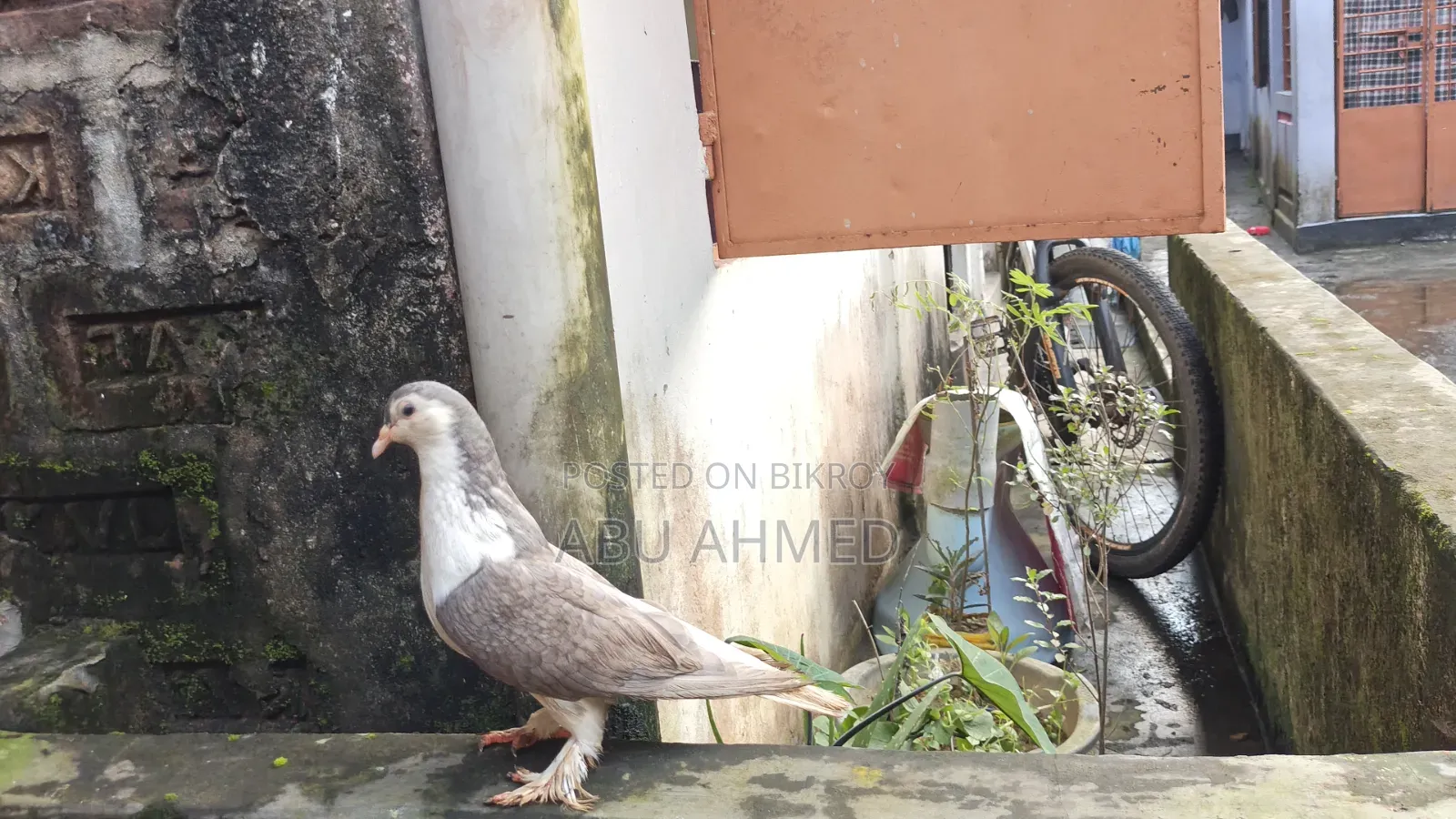 Siraji Pigeon