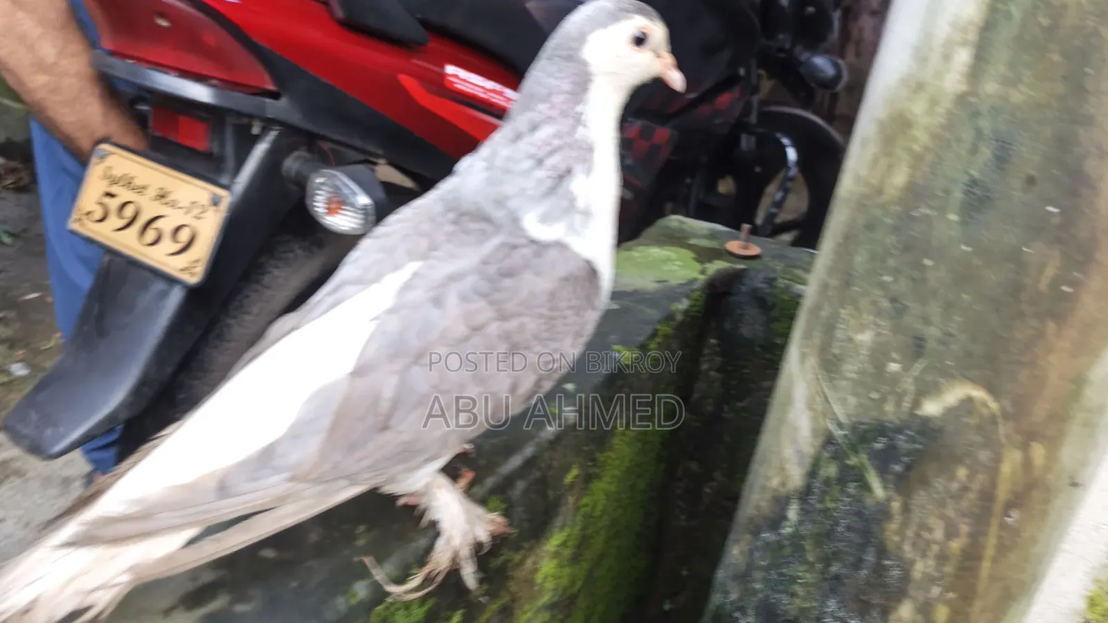 Siraji Pigeon