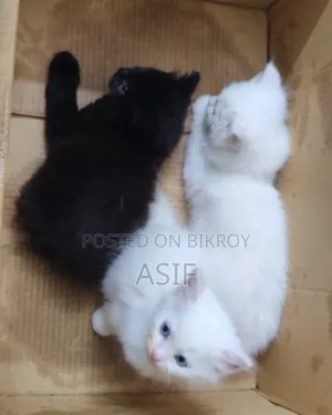 1-3 Months Male Mixed Breed Persian
