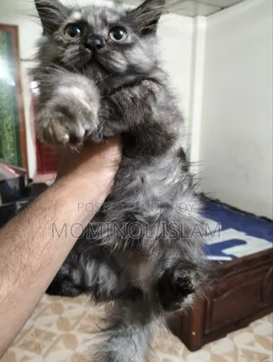 1-3 Months Female Purebred Persian