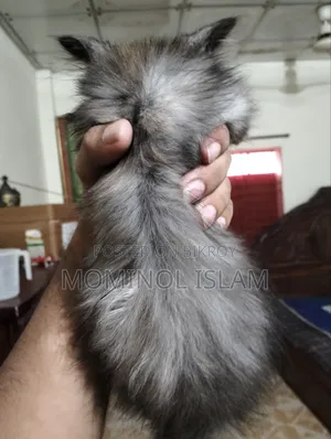 1-3 Months Female Purebred Persian