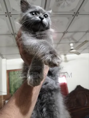 1-3 Months Female Purebred Persian