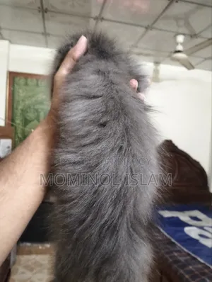 1-3 Months Female Purebred Persian