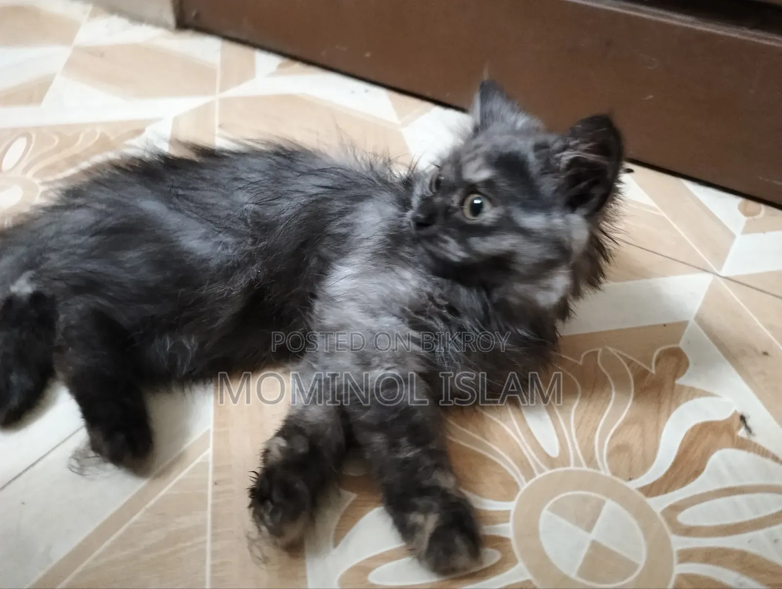 1-3 Months Female Purebred Persian