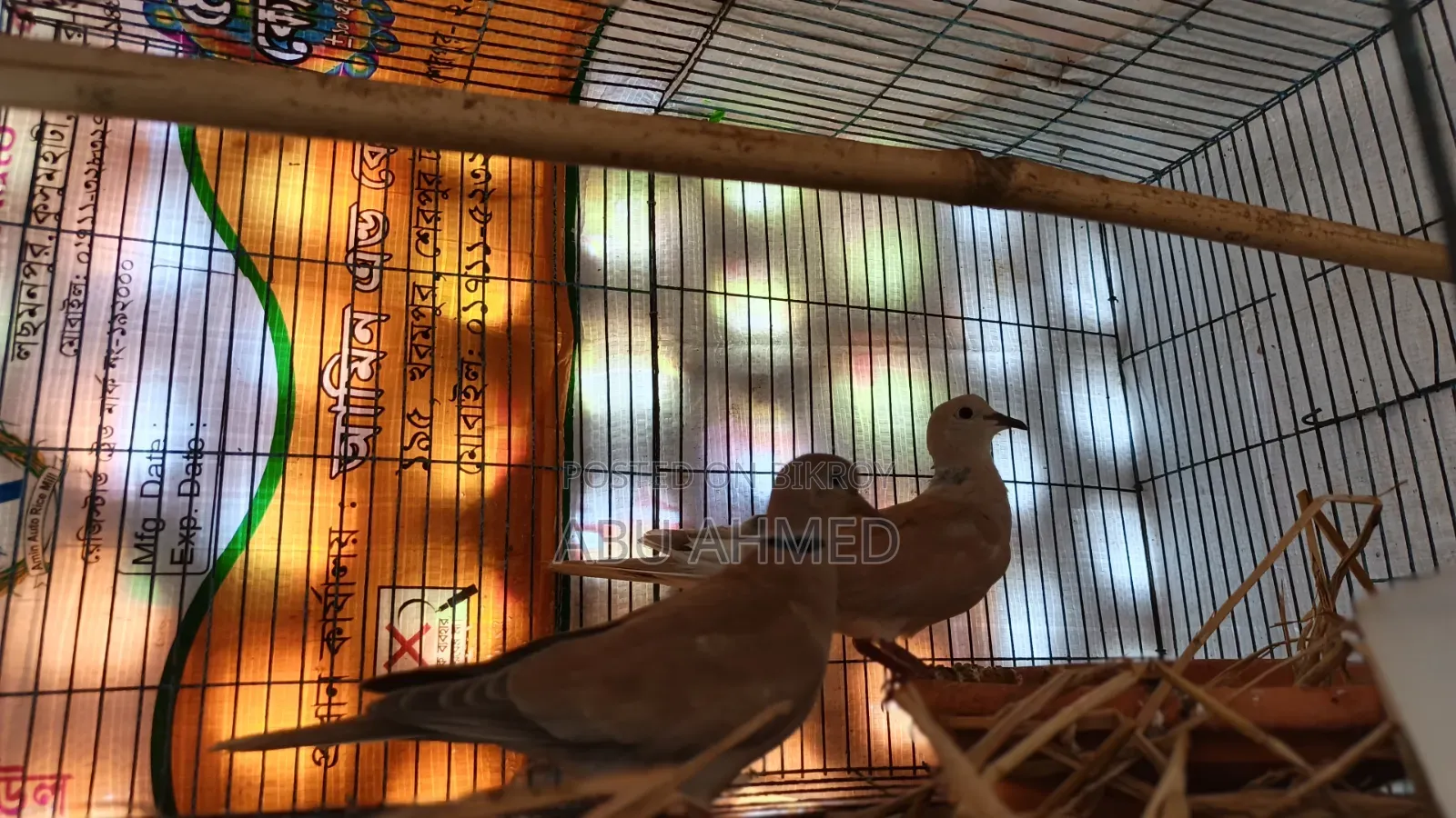 Australian Pigeon