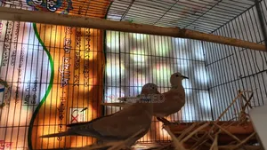 Australian Pigeon
