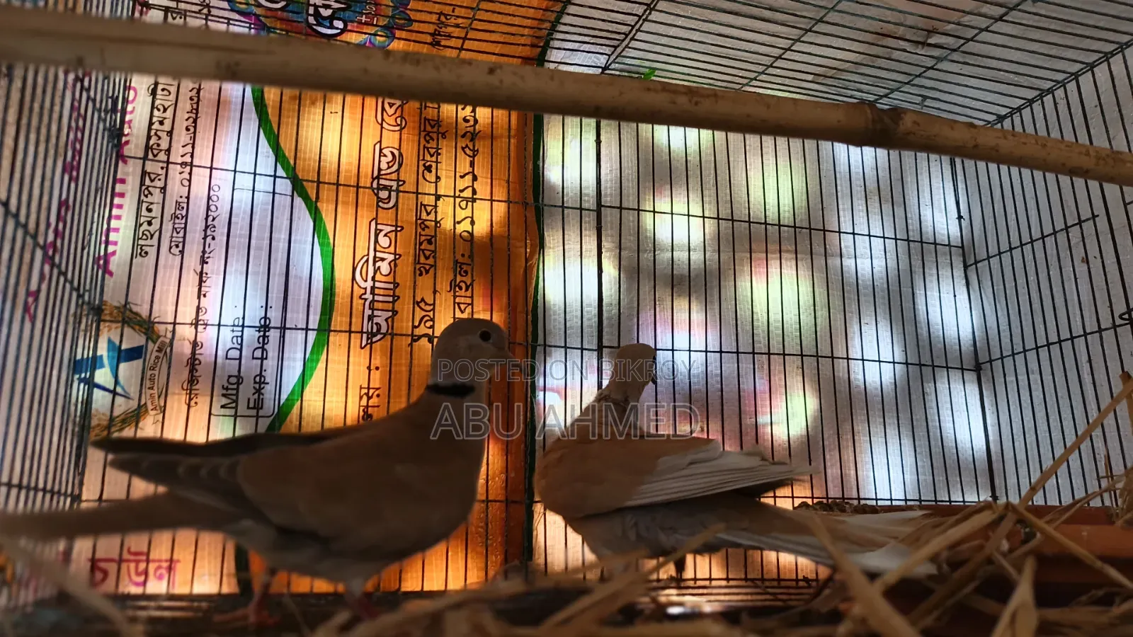 Australian Pigeon