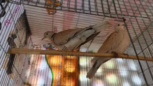 Australian Pigeon