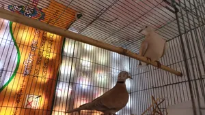 Australian Pigeon