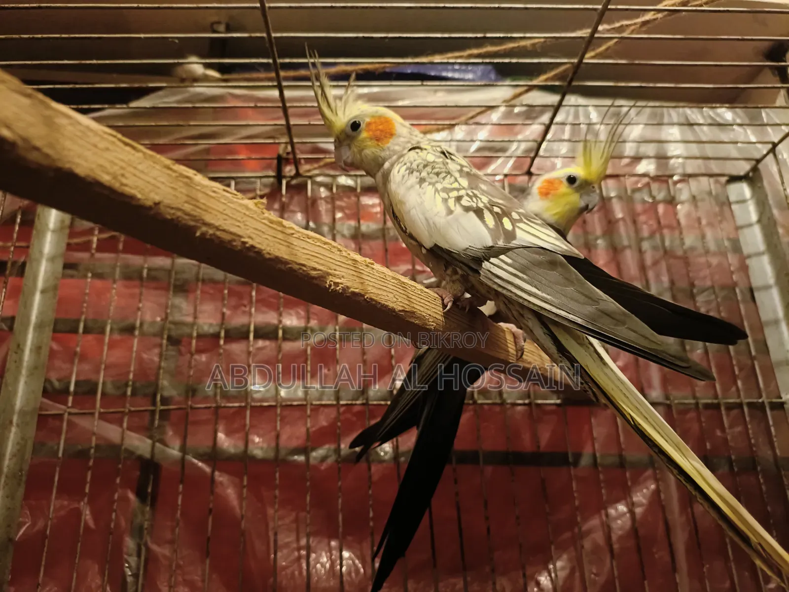 Cocatail Breeding Pair
