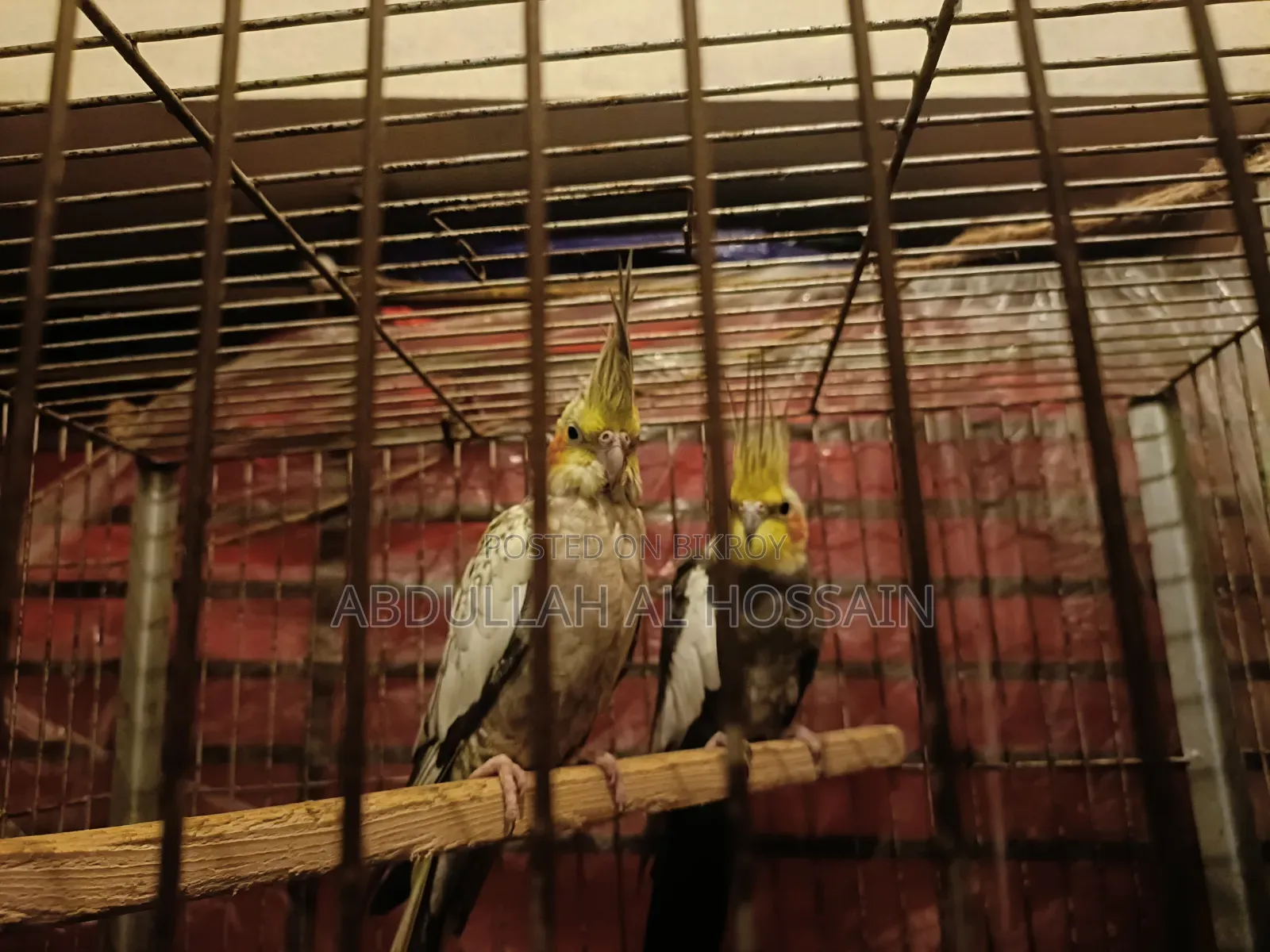 Cocatail Breeding Pair