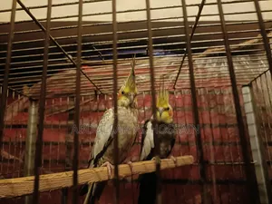 Cocatail Breeding Pair