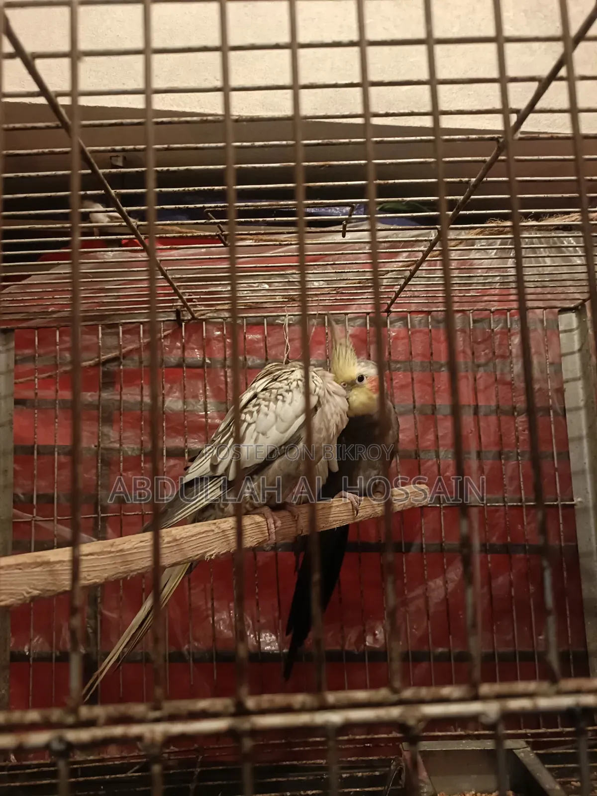 Cocatail Breeding Pair