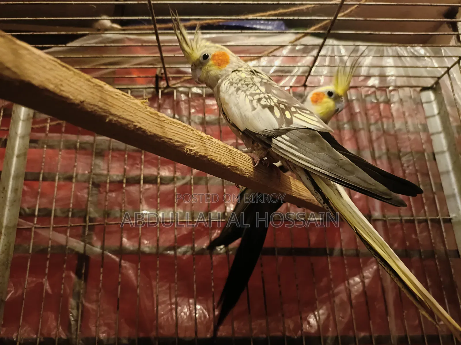 Cocatail Breeding Pair