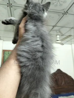 1-3 Months Female Purebred Persian