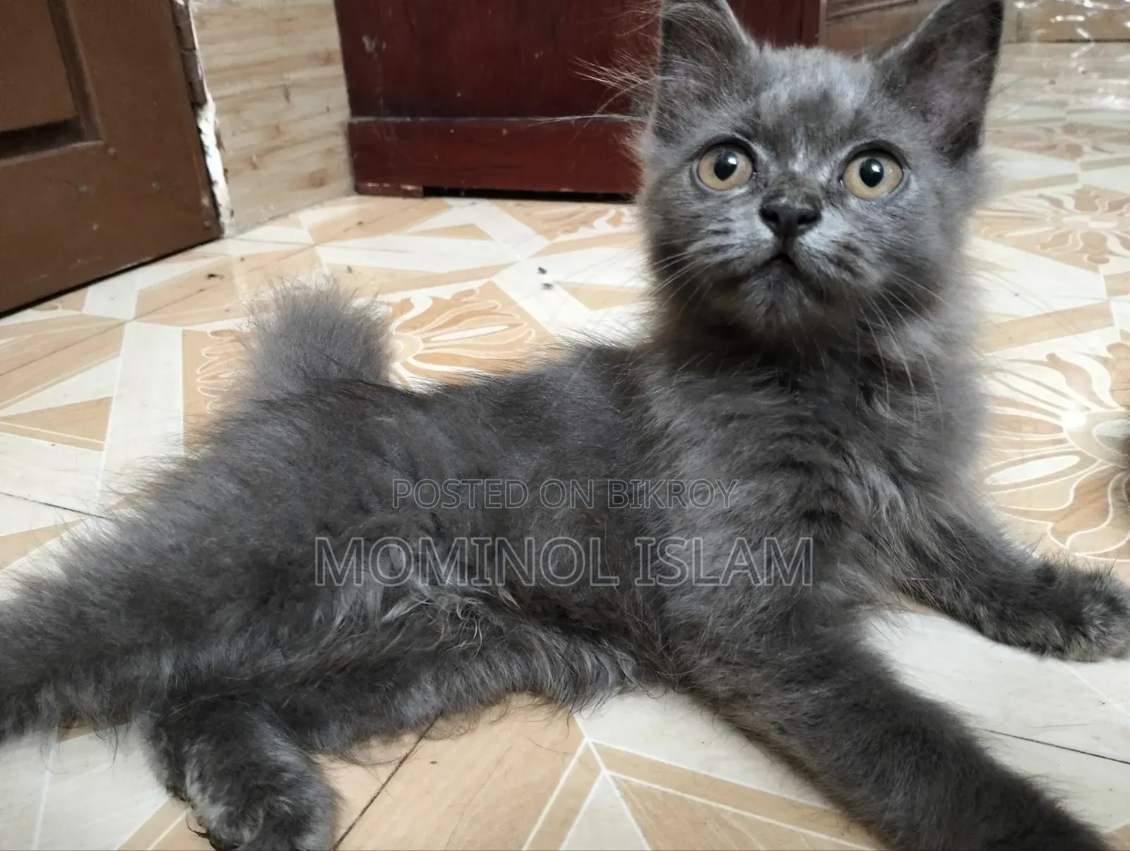 1-3 Months Female Purebred Persian