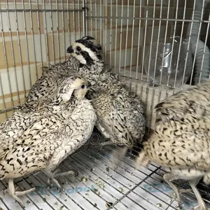 Snowflake Bobwhite Quail