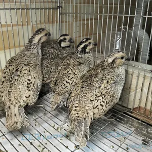 Snowflake Bobwhite Quail