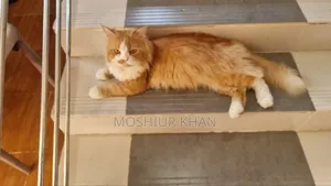 1+ year Male Purebred Persian