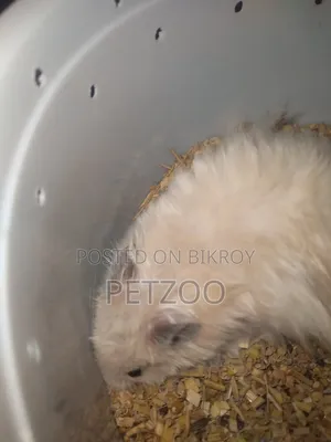 Some Cute Hammy Looking for a New Home 🥹🐹