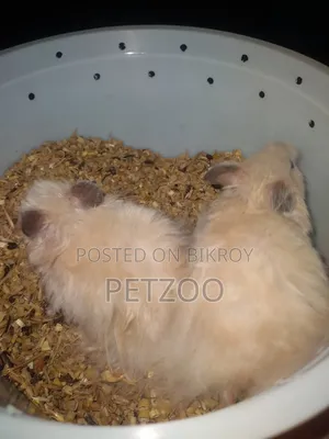 Some Cute Hammy Looking for a New Home 