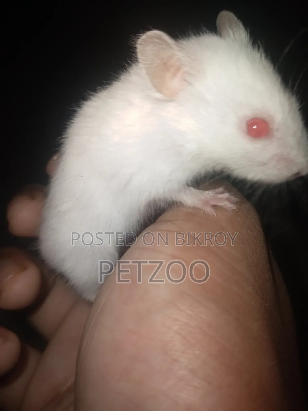 Some Cute Hammy Looking for a New Home 