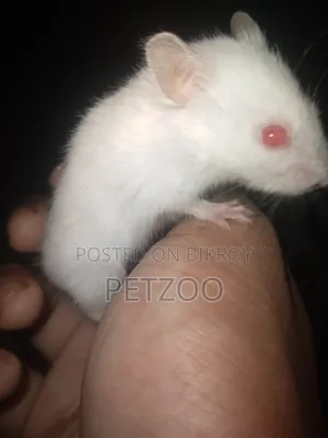 Some Cute Hammy Looking for a New Home 