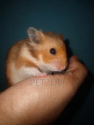 Some Cute Hammy Looking for a New Home 